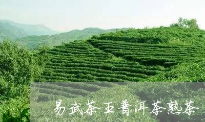 易武茶王普洱茶熟茶/2023120528372