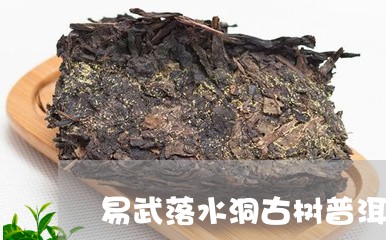 易武落水洞古树普洱茶/2023072235926