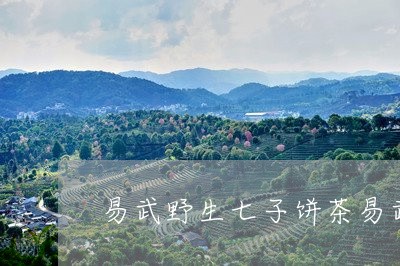 易武野生七子饼茶易武正山/2023051298148