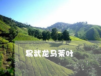 易武龙马茶叶/2023090780682