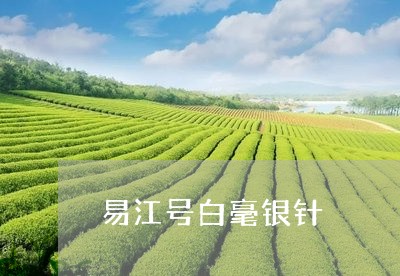 易江号白毫银针/2023112436340