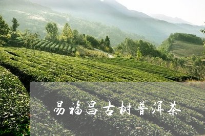 易福昌古树普洱茶/2023081693160