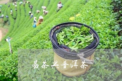 易茶兴普洱茶/2023042803844