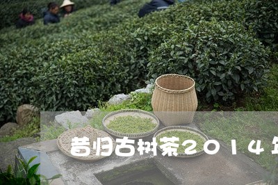 昔归古树茶2014年/2023071609282