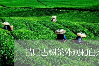 昔归古树茶外观和白茶/2023092253151