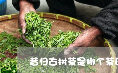 昔归古树茶是哪个茶区/2023071613826