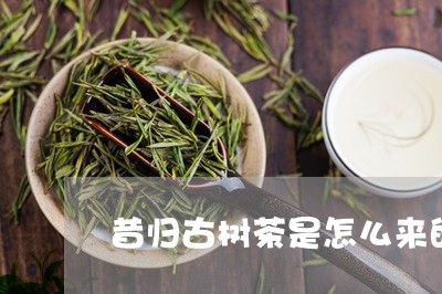 昔归古树茶是怎么来的/2023092273625