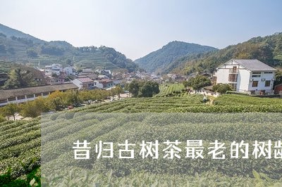 昔归古树茶最老的树龄/2023071670672