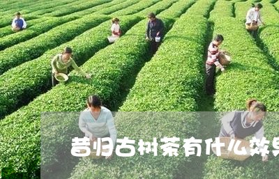 昔归古树茶有什么效果/2023061001694