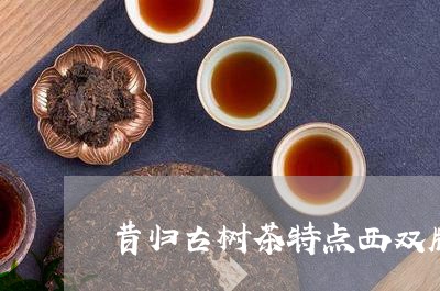 昔归古树茶特点西双版纳古树生茶/2023060138170