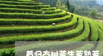 昔归古树茶生茶熟茶/2023042502735