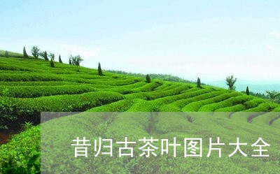 昔归古茶叶图片大全/2023042006604