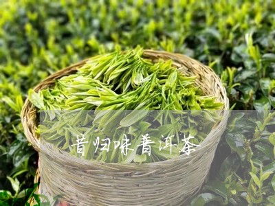 昔归味普洱茶/2023042949096