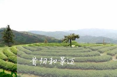 昔归和景迈/2023121902594