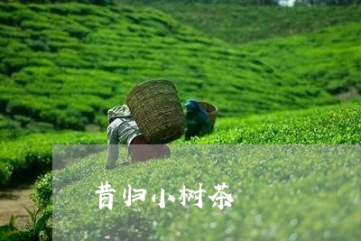 昔归小树茶/2023041725195