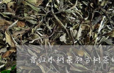 昔归小树茶和古树茶的区别/2023051210717