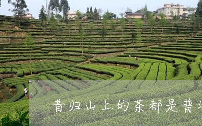 昔归山上的茶都是普洱茶吗/2023081577059