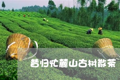 昔归忙麓山古树散茶/2023042023839