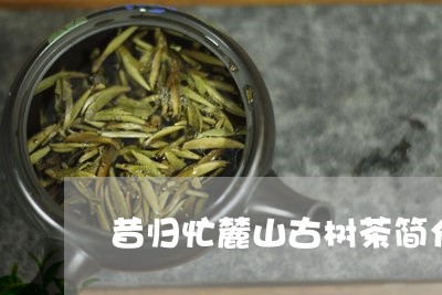 昔归忙麓山古树茶简介/2023071691717