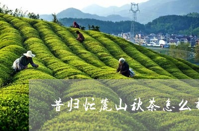 昔归忙麓山秋茶怎么样/2023071646074