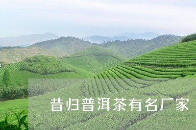 昔归普洱茶有名厂家/2023121683828