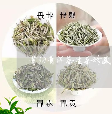 昔归普洱茶生茶珍藏品/2023112513046