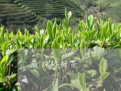 昔归标杆茶/2023041867334