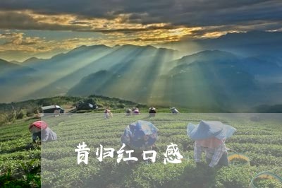 昔归红口感/2023110982415