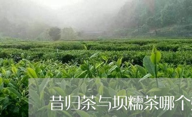 昔归茶与坝糯茶哪个好/2023061039594