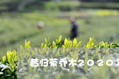 昔归茶乔木2020年价格/2023051269280