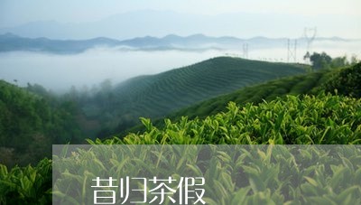 昔归茶假/2023090135360