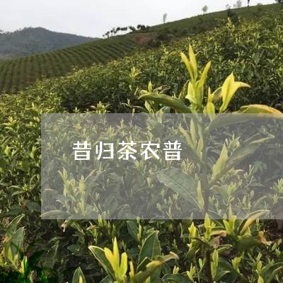 昔归茶农普/2023090202894