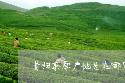 昔归茶原产地是在哪里/2023061017362