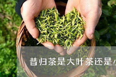 昔归茶是大叶茶还是小叶茶/2023051272713