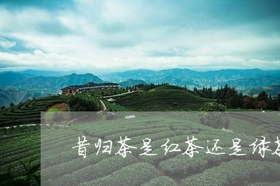 昔归茶是红茶还是绿茶/2023071392613