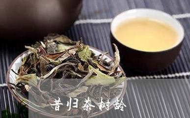 昔归茶树龄/2023090279692