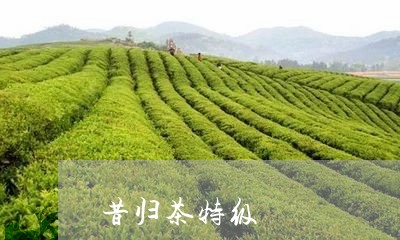 昔归茶特级/2023041830695