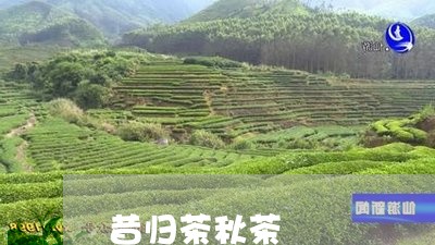 昔归茶秋茶/2023041782043