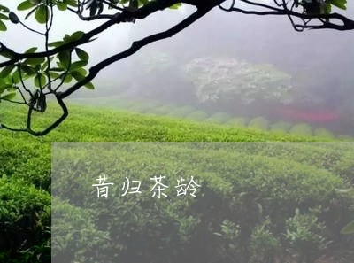 昔归茶龄/2023110876157