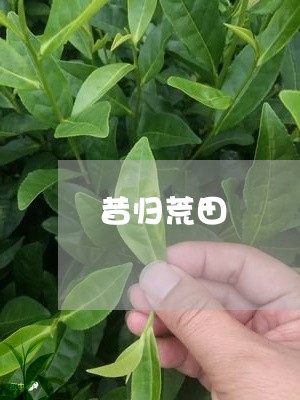 昔归荒田/2023110944848