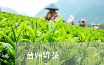 昔归野茶/2023090168280