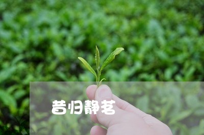 昔归静茗/2023090130795