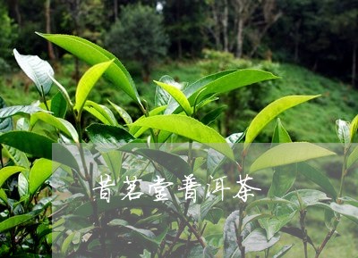 昔茗堂普洱茶/2023042555253