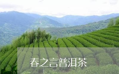 春之言普洱茶/2023042614851