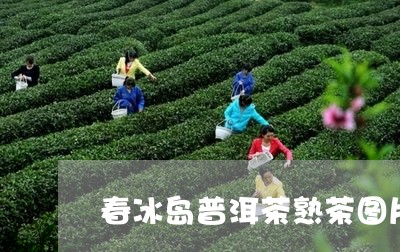 春冰岛普洱茶熟茶图片/2023120687261