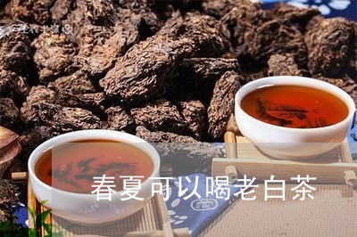 春夏可以喝老白茶/2023073114847