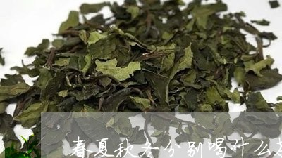 春夏秋冬分别喝什么茶/2023071425482