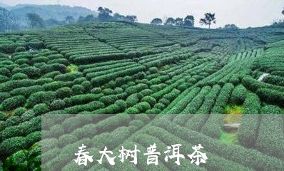 春大树普洱茶/2023042753433