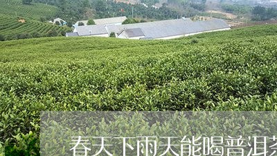 春天下雨天能喝普洱茶/2023120692515