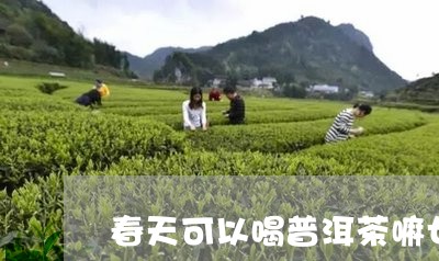 春天可以喝普洱茶嘛女生/2023112752947